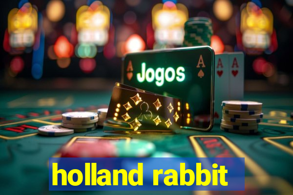 holland rabbit