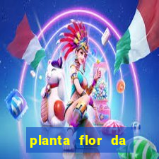 planta flor da fortuna como cuidar