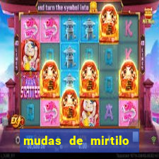 mudas de mirtilo em porto alegre