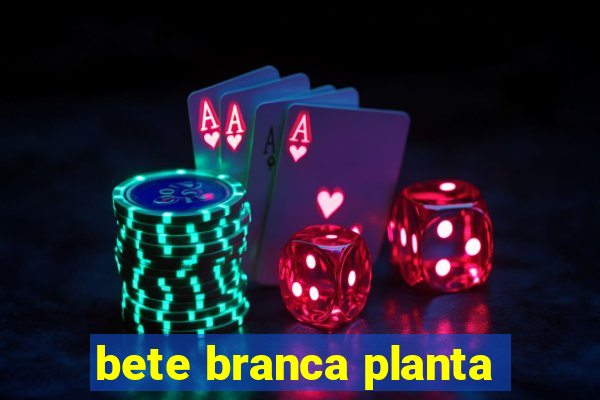 bete branca planta