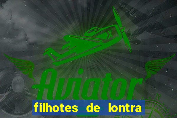 filhotes de lontra para vender