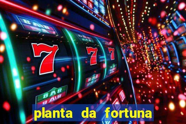 planta da fortuna e felicidade