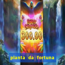 planta da fortuna e felicidade