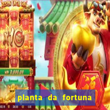 planta da fortuna e felicidade