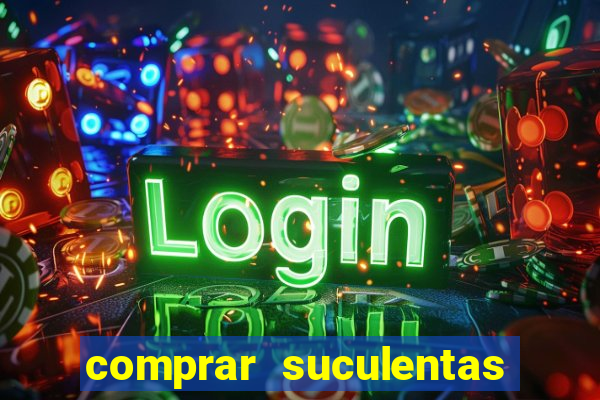 comprar suculentas direto do produtor