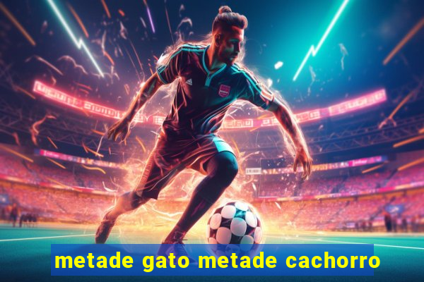 metade gato metade cachorro