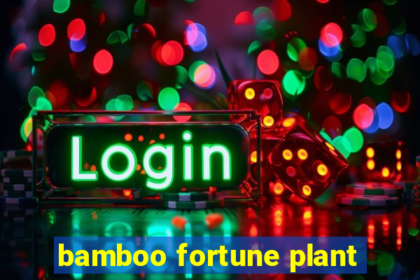 bamboo fortune plant