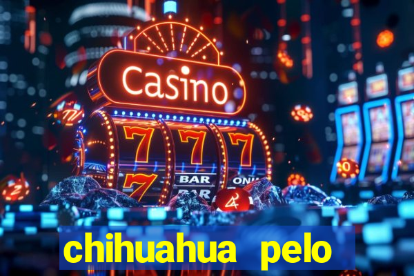 chihuahua pelo longo pre?o