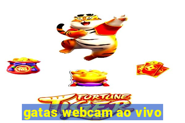 gatas webcam ao vivo