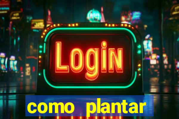 como plantar gergelim no vaso