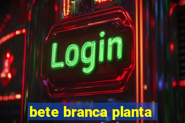 bete branca planta