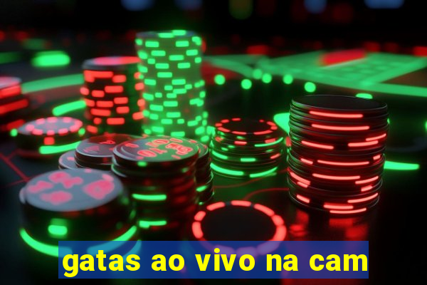 gatas ao vivo na cam