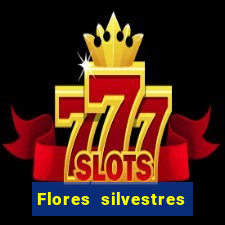 Flores silvestres brasileiras 25
