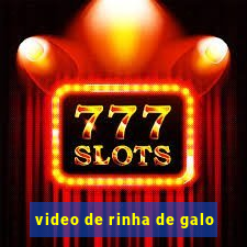 video de rinha de galo