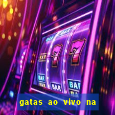 gatas ao vivo na web cam