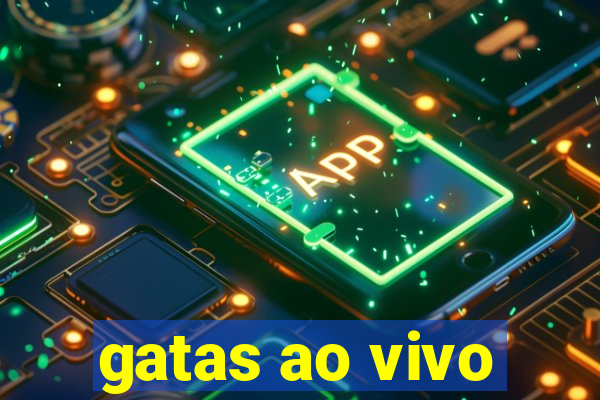 gatas ao vivo