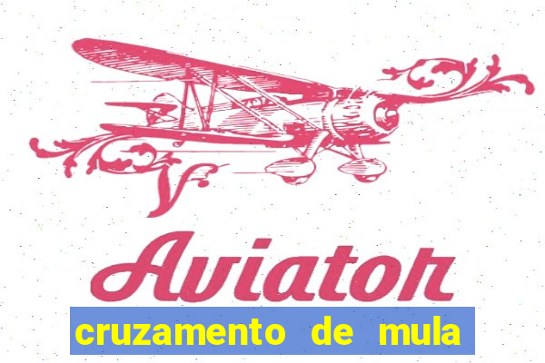 cruzamento de mula com cavalo