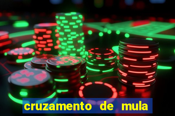 cruzamento de mula com cavalo