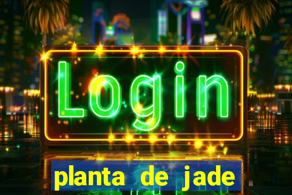 planta de jade significado espiritual